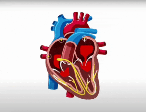 Animação do ritmo cardíaco normal, coordenado.